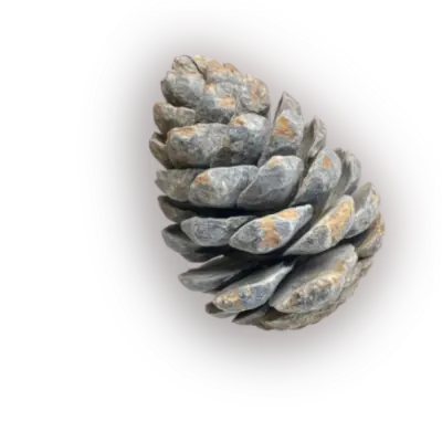 Zirbe auf Marmorplatte